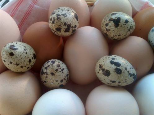 Chicken & Quail Eggs